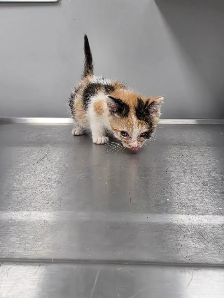 A baby small-sized female Domestic Short Hair cat named Saraphine for adoption in Angola, IN