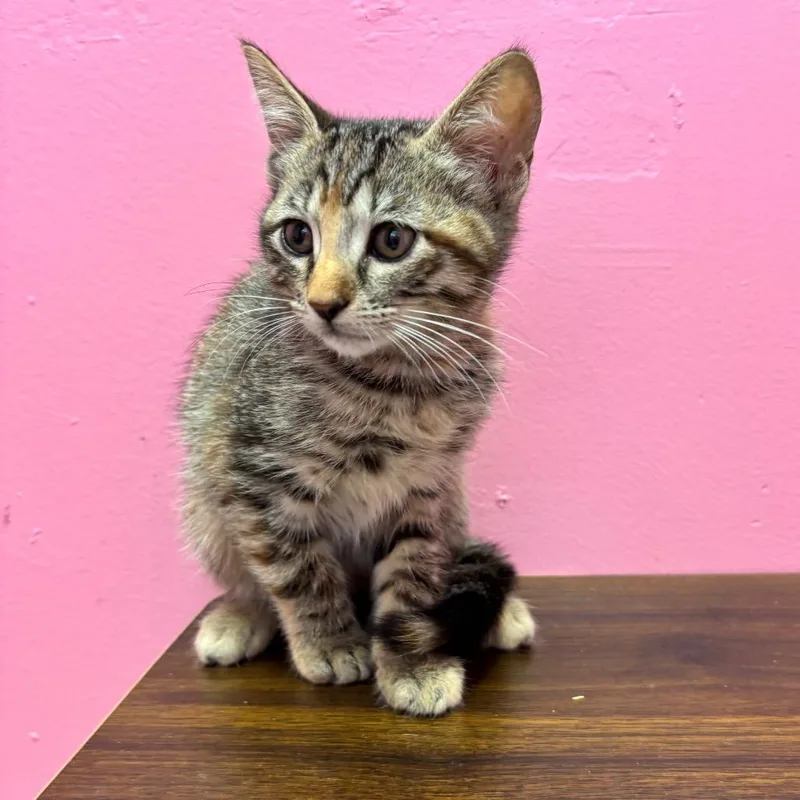 A baby small-sized female Gray / Blue / Silver Domestic Short Hair cat named Angela for adoption in Webster, TX