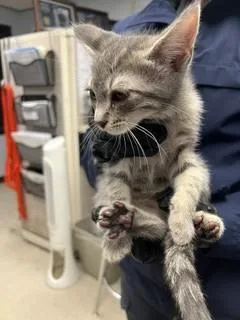 A baby small-sized female Domestic Short Hair cat named Vernie for adoption in Stockton, CA