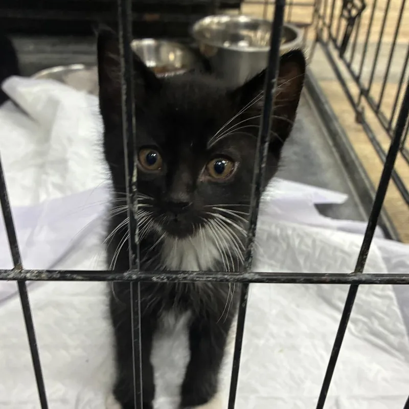 A baby small-sized male Black Domestic Short Hair cat named Javier for adoption in Hattiesburg, MS
