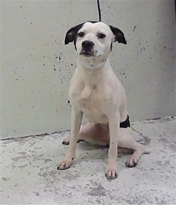 A young large-sized female Staffordshire Bull Terrier dog named Carmen for adoption in Houston, TX