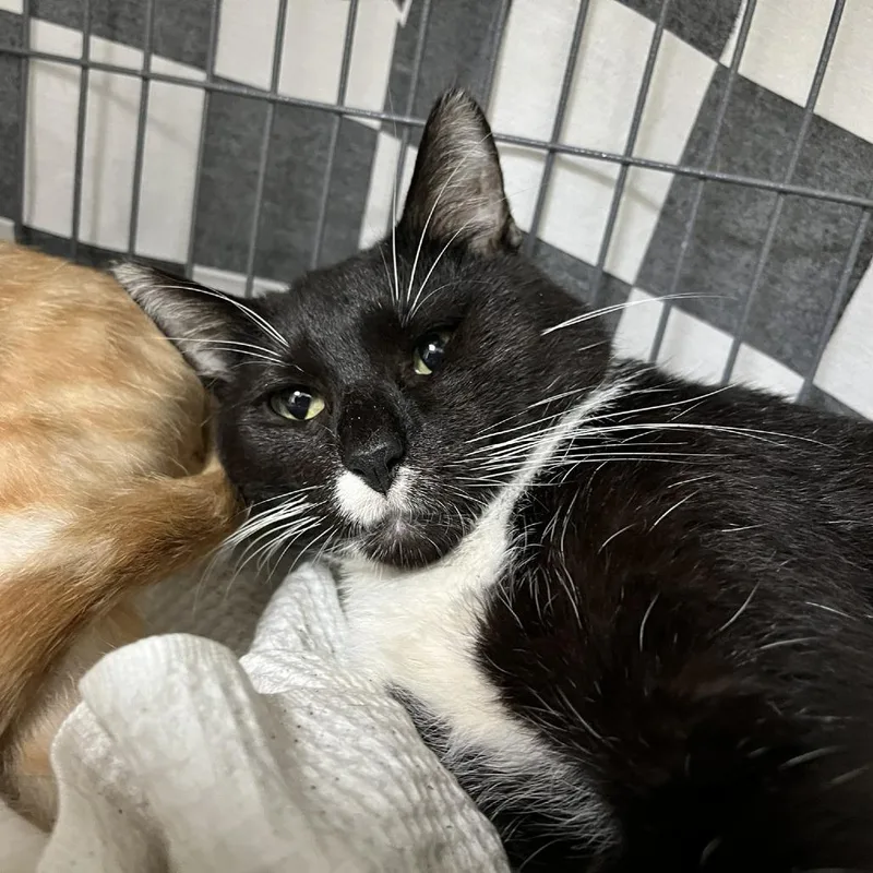 An adult medium-sized male Black Domestic Short Hair cat named Staniel for adoption in Verona, VA