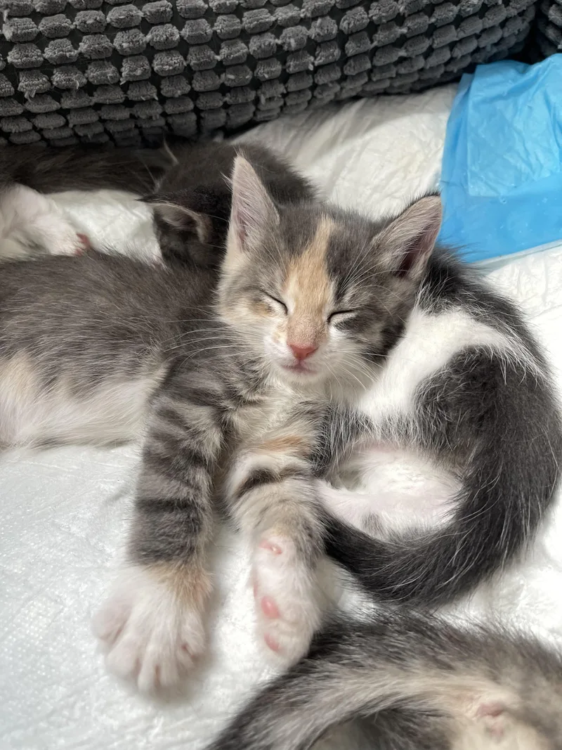 Periwinkle thumbnail 2