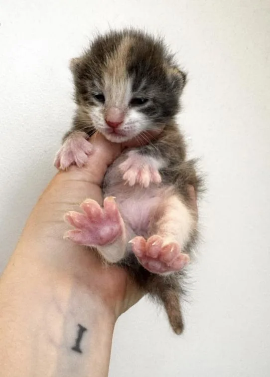 Periwinkle thumbnail 3