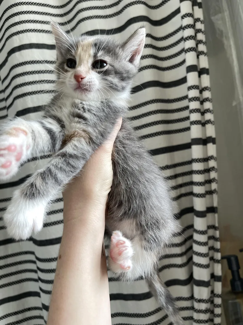 Periwinkle thumbnail 4