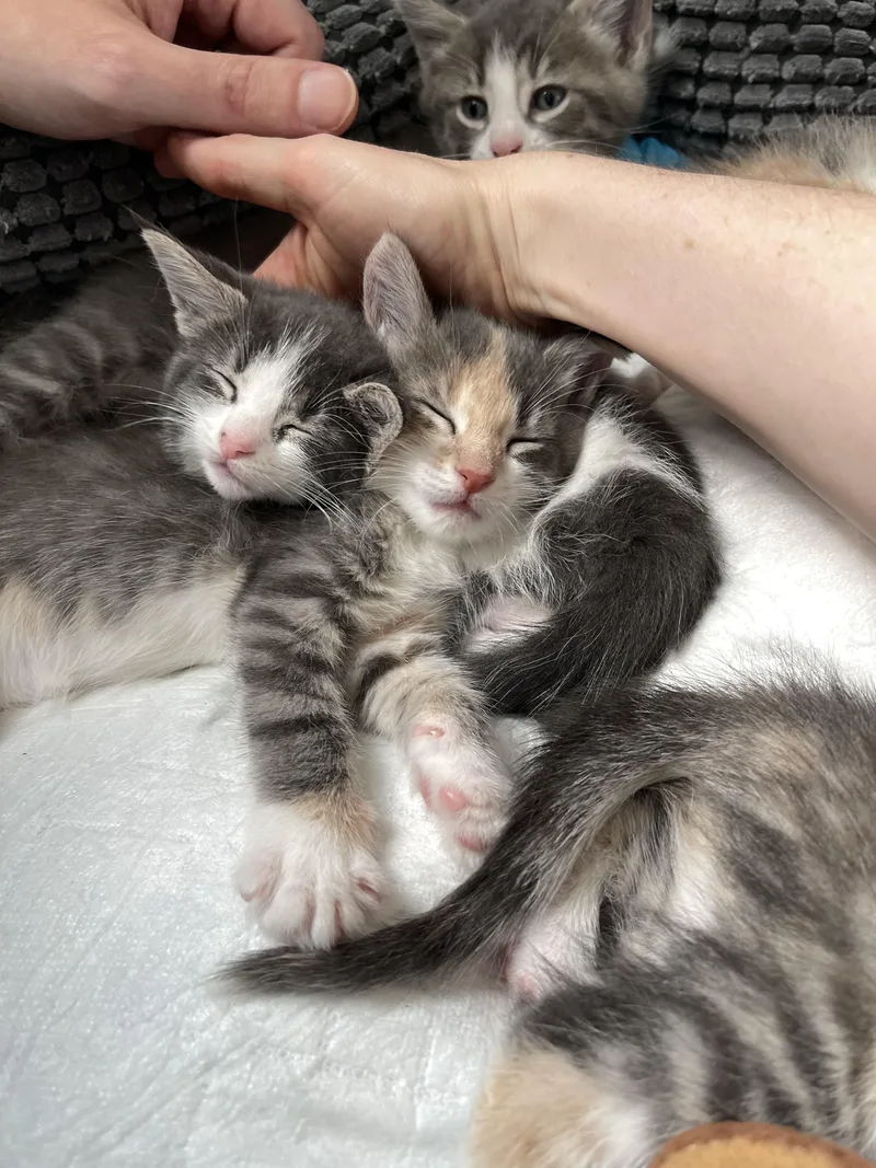 Periwinkle thumbnail 5