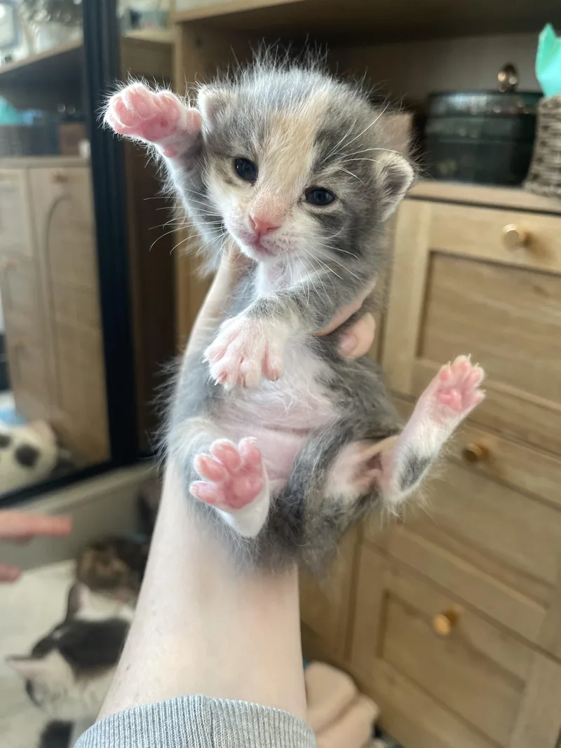 Periwinkle thumbnail 6