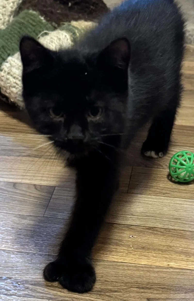 A young medium-sized female Domestic Short Hair cat named Bonded Family for adoption in Taunton, MA