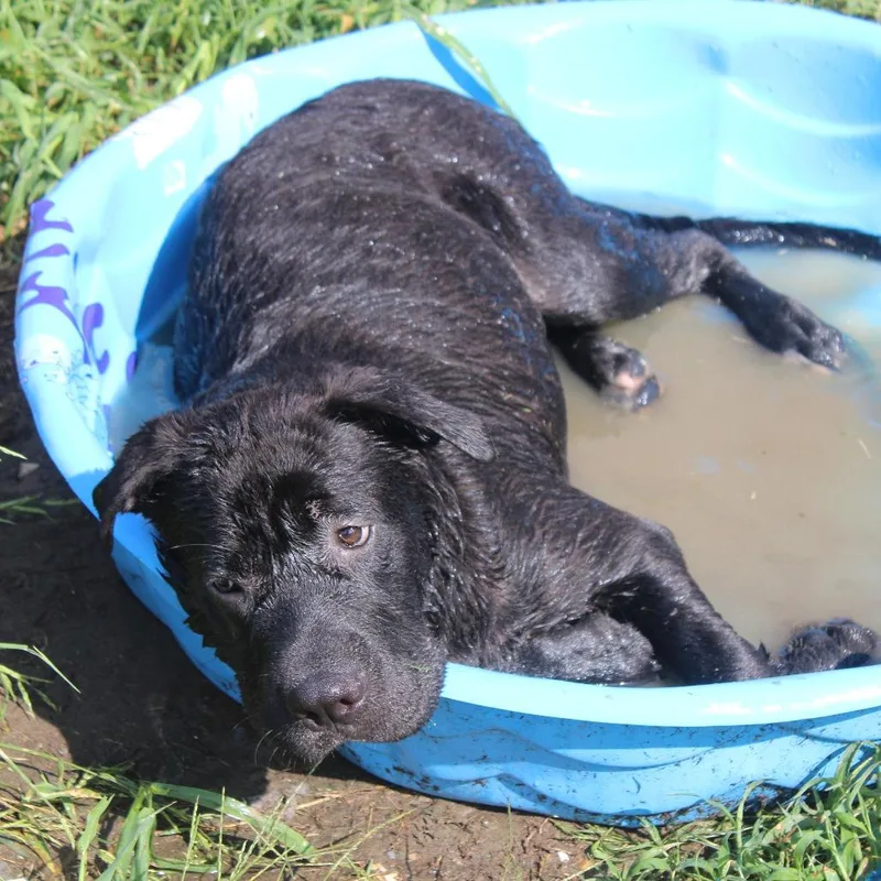 A young large-sized male Black Mastiff dog named Rowan for adoption in Cleveland, MS