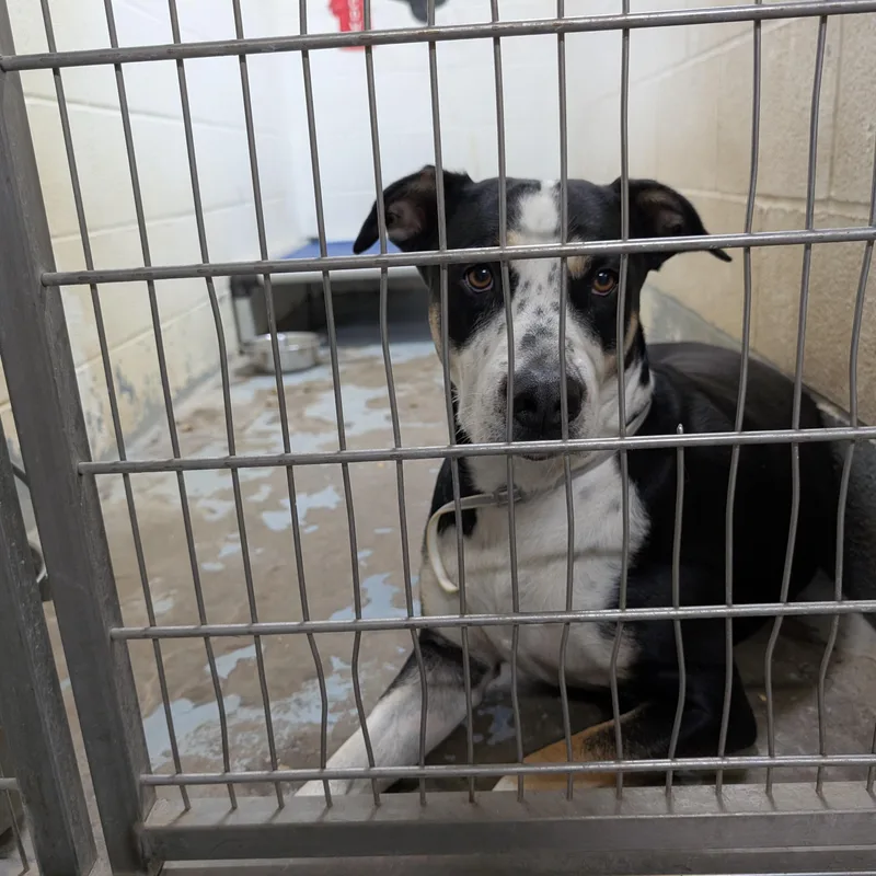 An adult large-sized female Black Mixed Breed dog named Annie for adoption in Ravenna, OH