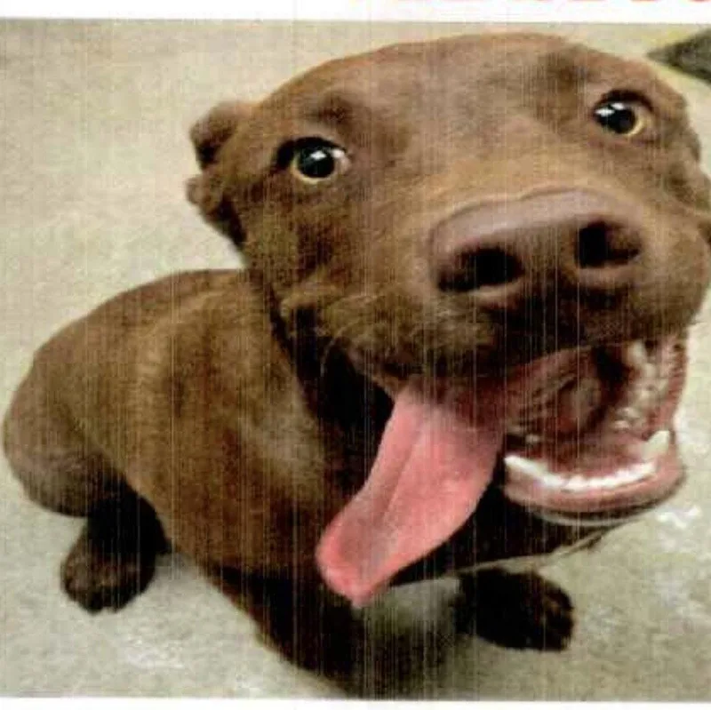 An adult large-sized male Labrador Retriever dog named Brownie for adoption in San Diego, CA