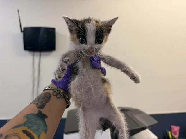 A baby small-sized female Domestic Short Hair cat named Candy for adoption in Miami, FL