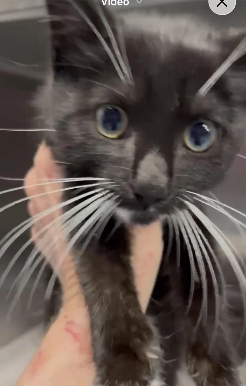 A baby medium-sized male Black & White / Tuxedo Manx cat named Chuckie for adoption in Gainesville, VA