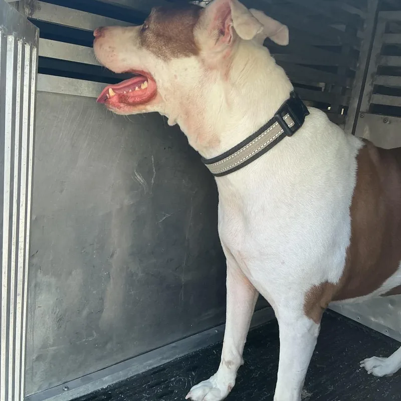 An adult large-sized female White / Cream Pit Bull Terrier dog named Lola for adoption in St Joseph, MO