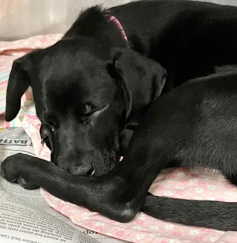 A baby medium-sized female Labrador Retriever dog named Tulip for adoption in Parma, OH
