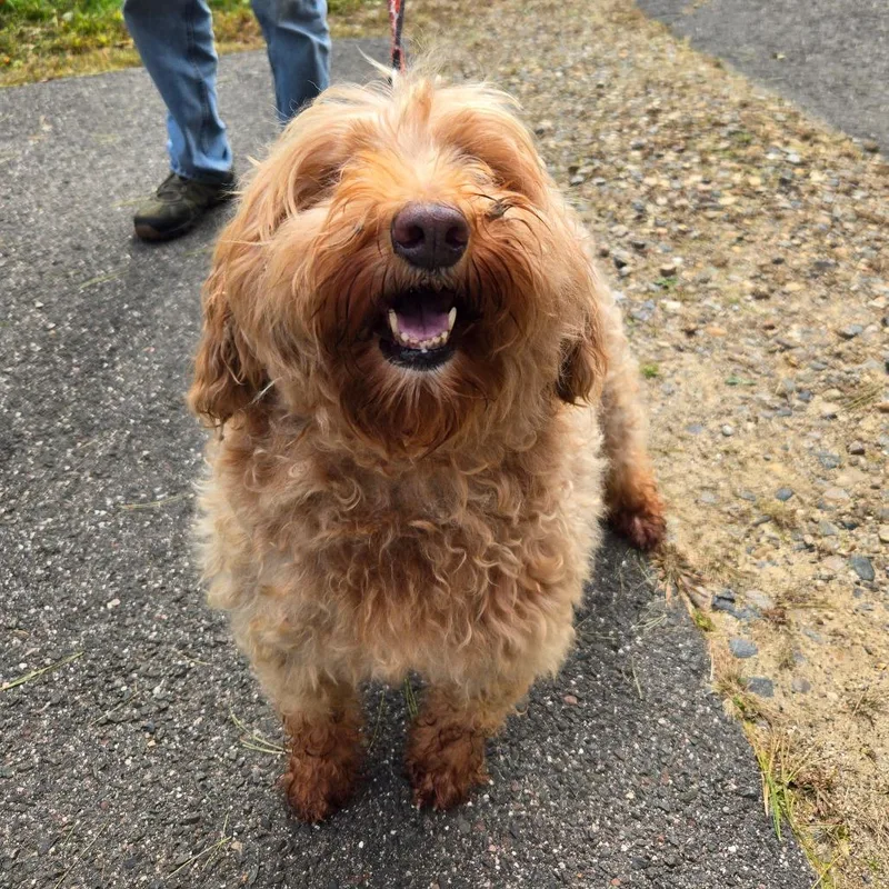 An adult medium-sized female Yellow / Tan / Blond / Fawn Goldendoodle dog named CT Kimmie avail Oct for adoption in Stormville, NY