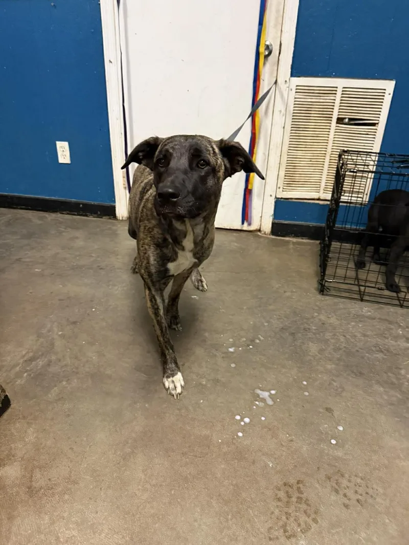 A young large-sized female Plott Hound dog named Heidi for adoption in Ozark, AL
