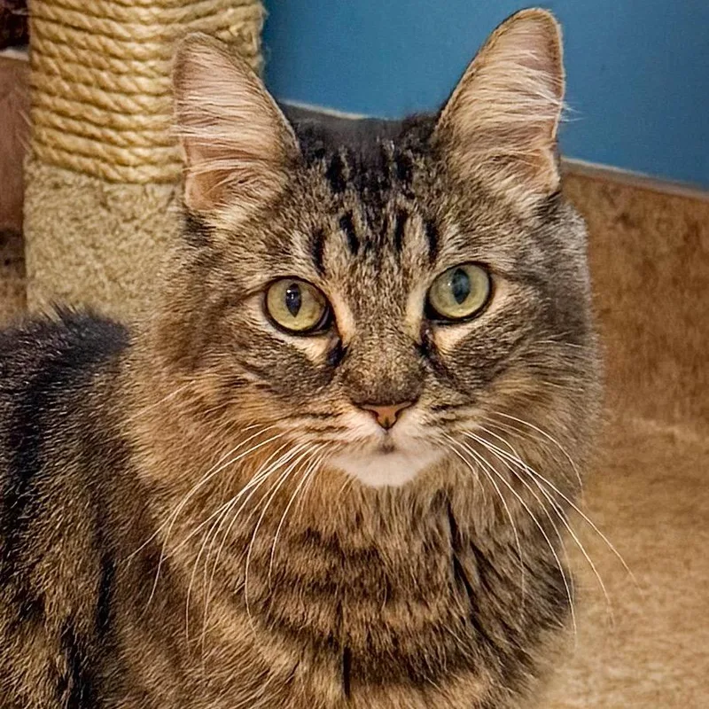 A senior medium-sized male Brown / Chocolate Domestic Short Hair cat named Bugsy for adoption in Palm Springs, CA