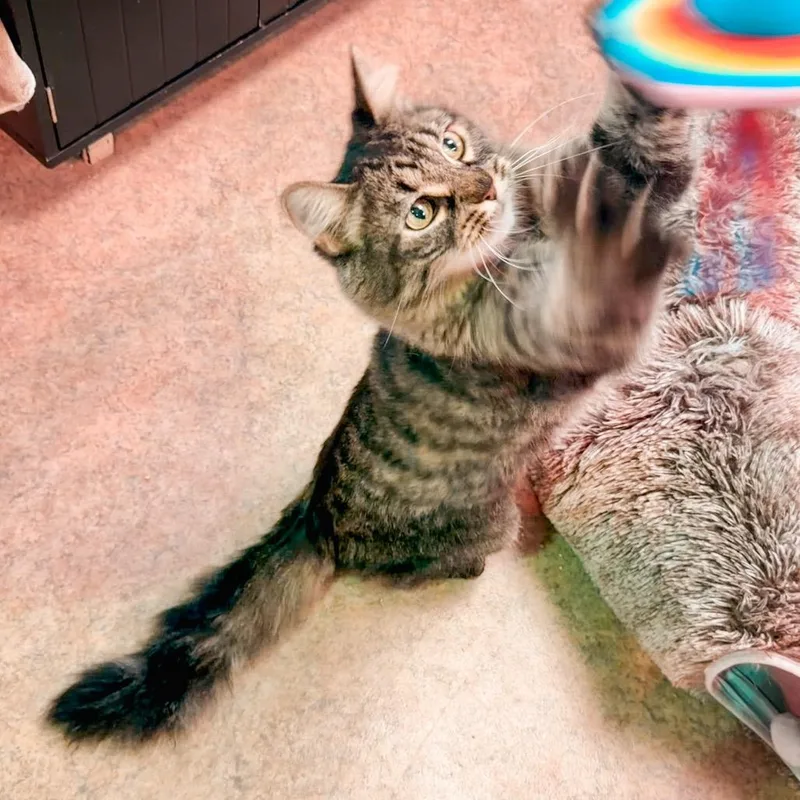 Bugsy thumbnail 6