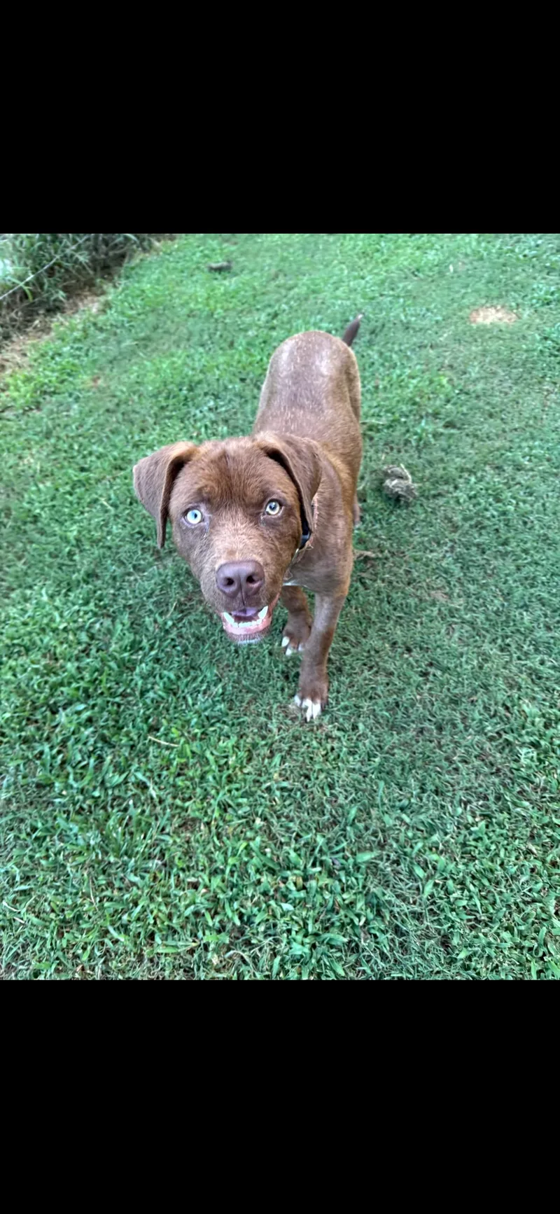 A young large-sized female Mixed Breed dog named Journey for adoption in Cornelius, NC