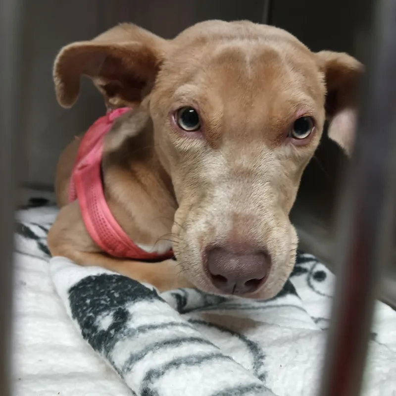 A young medium-sized female Yellow / Tan / Blond / Fawn Mixed Breed dog named Vanity for adoption in Valley, AL