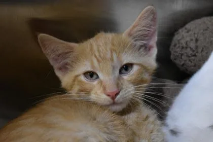 A young medium-sized male Domestic Short Hair cat named Seesaw for adoption in Kansas City, MO