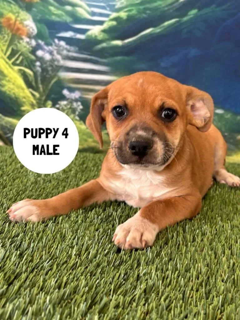 A baby small-sized male Labrador Retriever dog named Linguini for adoption in Rutherfordton, NC