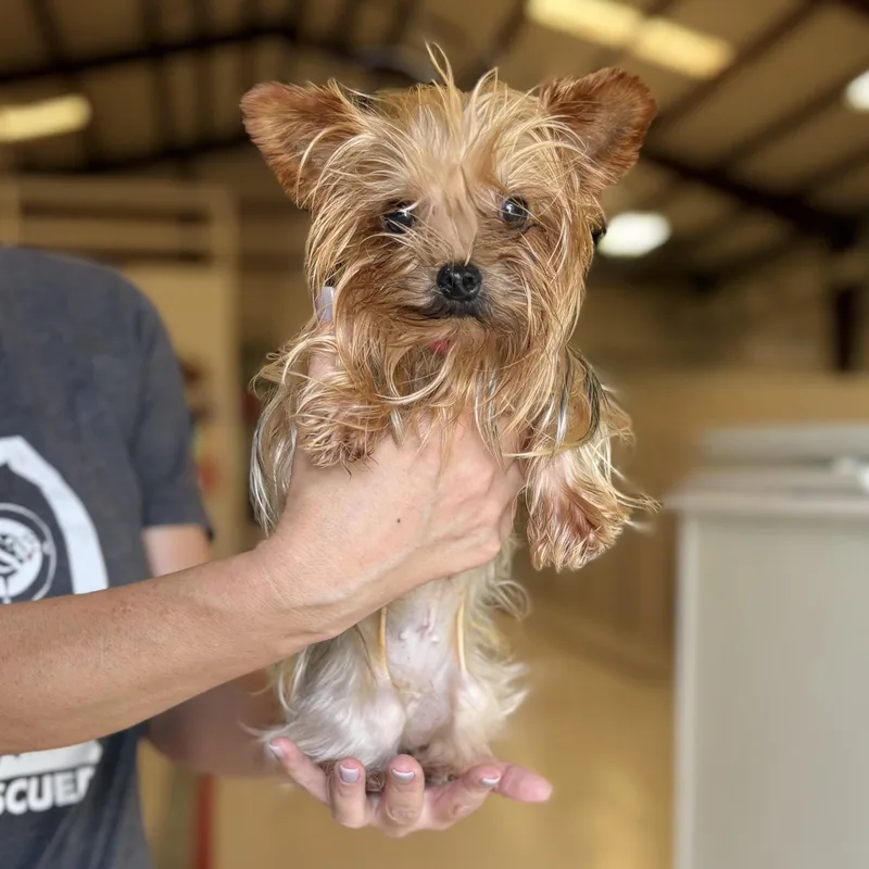 An adult small-sized female Yorkshire Terrier dog named Bumble Bee for adoption in Chicago, IL