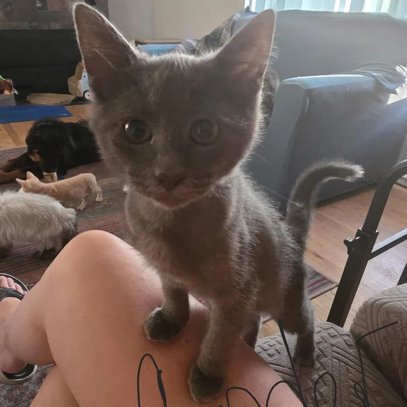 A baby small-sized male Gray / Blue / Silver Domestic Short Hair cat named Cinder for adoption in Spokane, WA