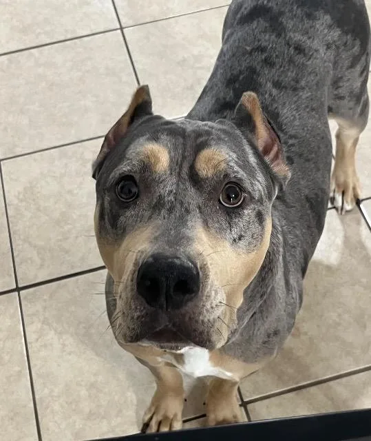 An adult large-sized female American Bully dog named Tina for adoption in Chelmsford, MA