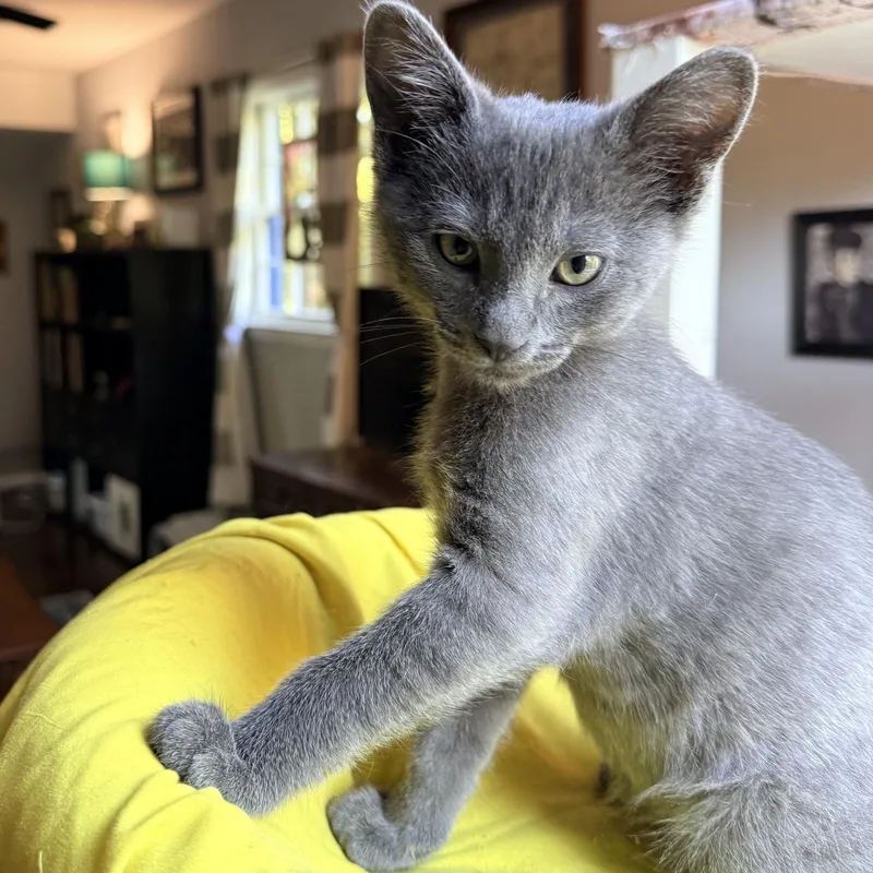 A baby medium-sized male Gray / Blue / Silver Domestic Short Hair cat named Ingalls  Athens GA for adoption in Greensboro, GA