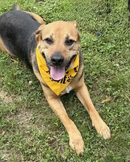 An adult large-sized male Shepherd dog named Tiny for adoption in Midland, VA