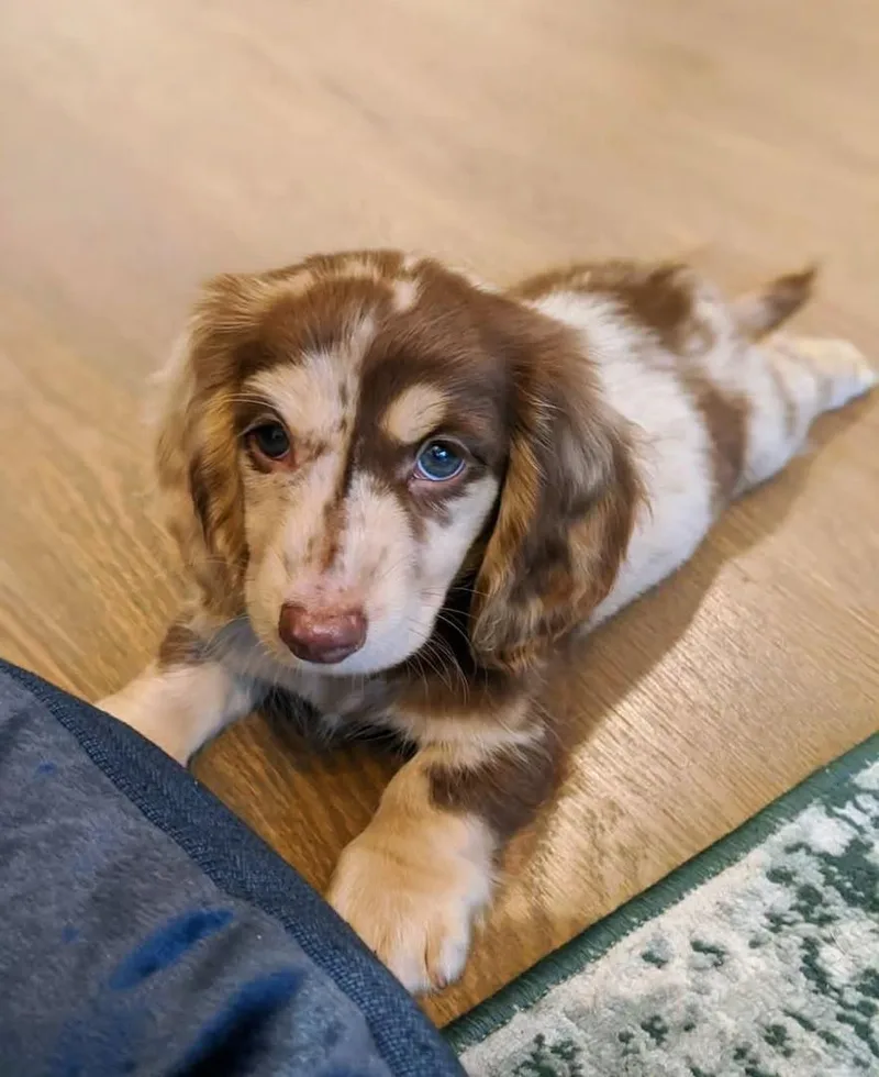 A young small-sized male Dachshund dog named Hershey for adoption in Woodsfield, OH