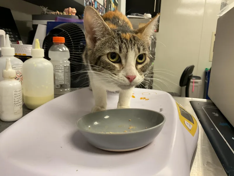 A young large-sized female Domestic Short Hair cat named Cleo for adoption in Ontario, CA