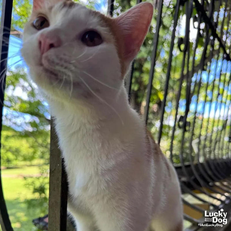 An adult medium-sized male Orange & White Domestic Short Hair cat named Tom for adoption in Washington, DC