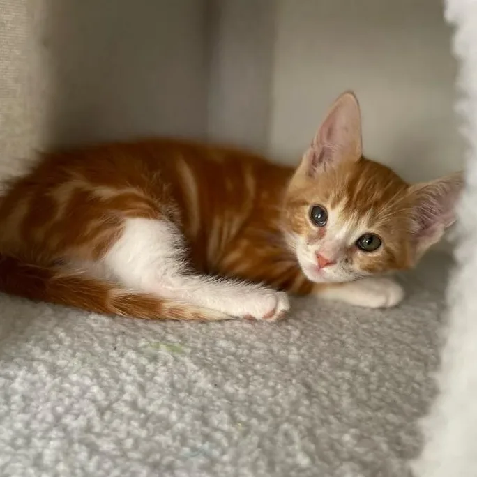 A baby medium-sized male Tabby (Orange / Red) Domestic Short Hair cat named Pike for adoption in Riverside, CA