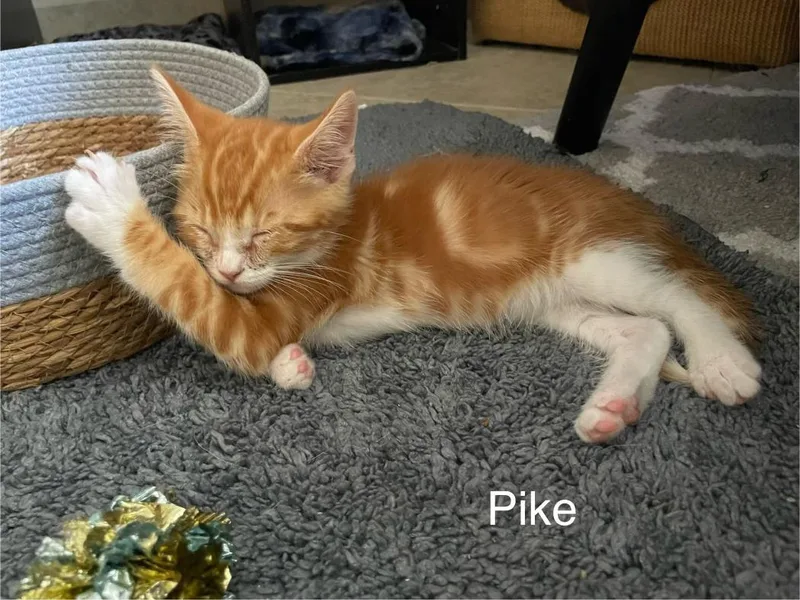 Pike thumbnail 2