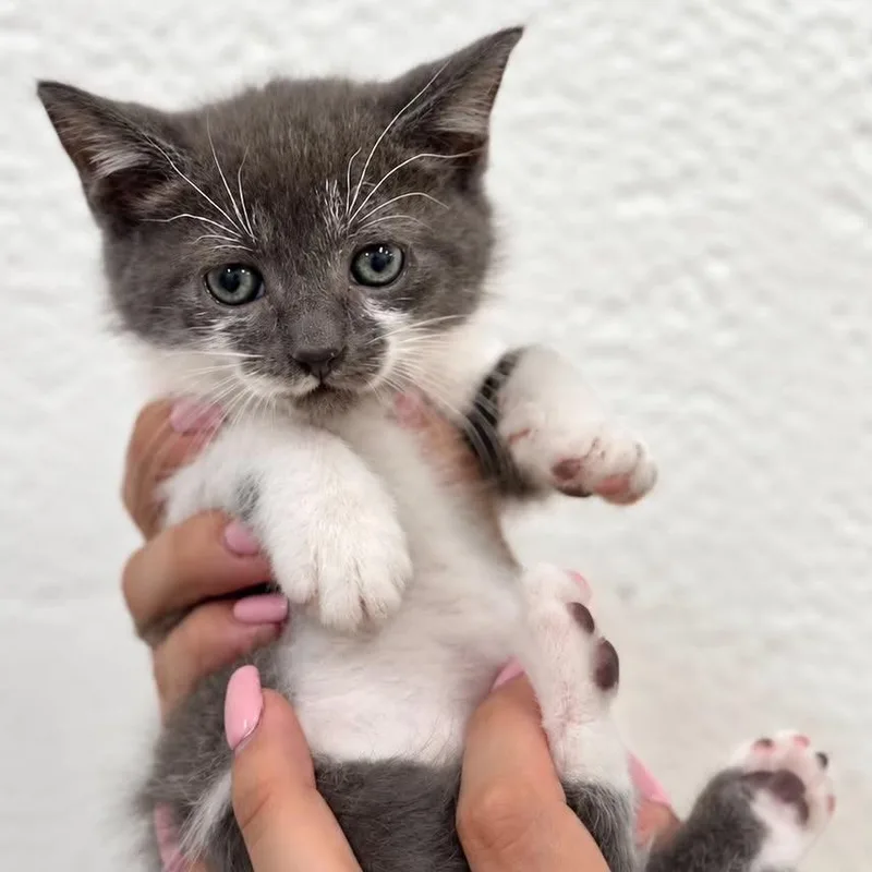 A baby small-sized female White Domestic Short Hair cat named Celestina for adoption in Tampa, FL
