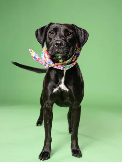 An adult medium-sized female Mixed Breed dog named Chemist for adoption in Atlanta, GA