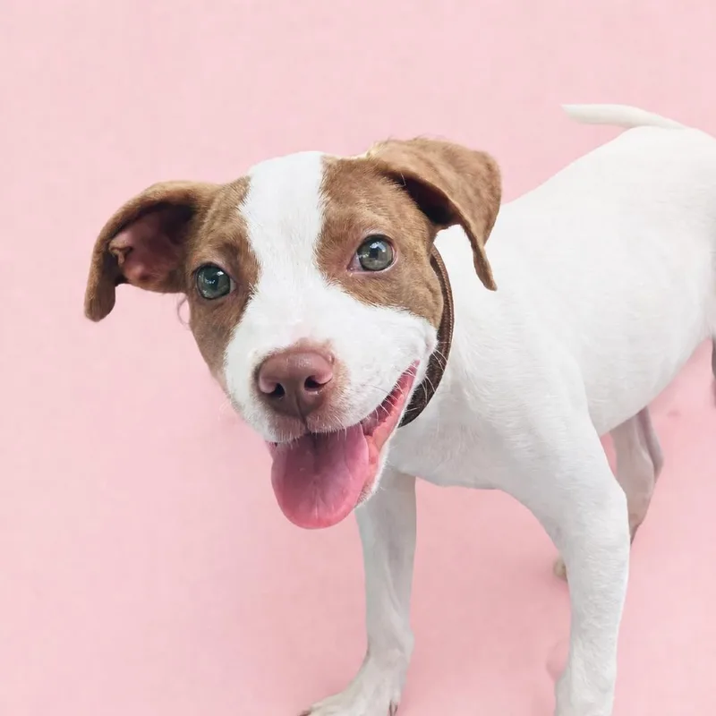 A baby small-sized female White / Cream Mixed Breed dog named Sissy for adoption in Pulaski, TN