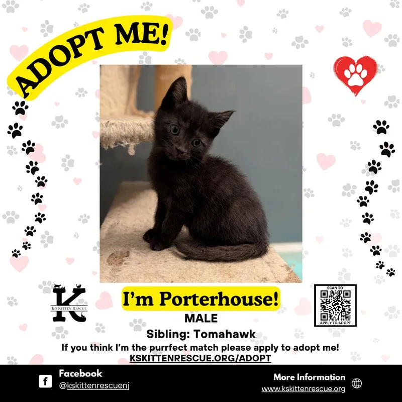 A baby medium-sized male Black Domestic Short Hair cat named Porterhouse for adoption in Brick, NJ