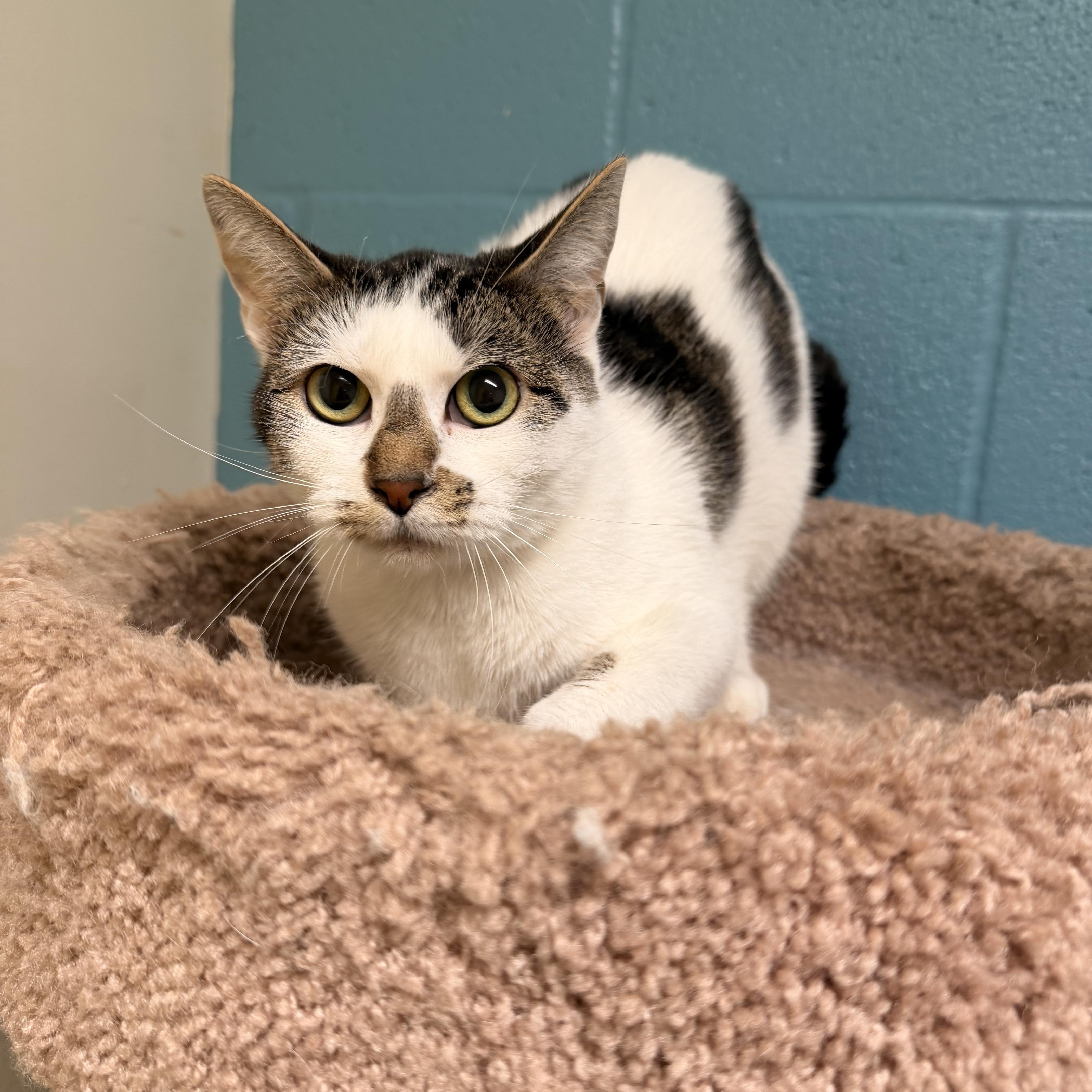 An adult medium-sized female Tabby (Gray / Blue / Silver) Domestic Short Hair cat named Sydnee for adoption in Gladstone, MO