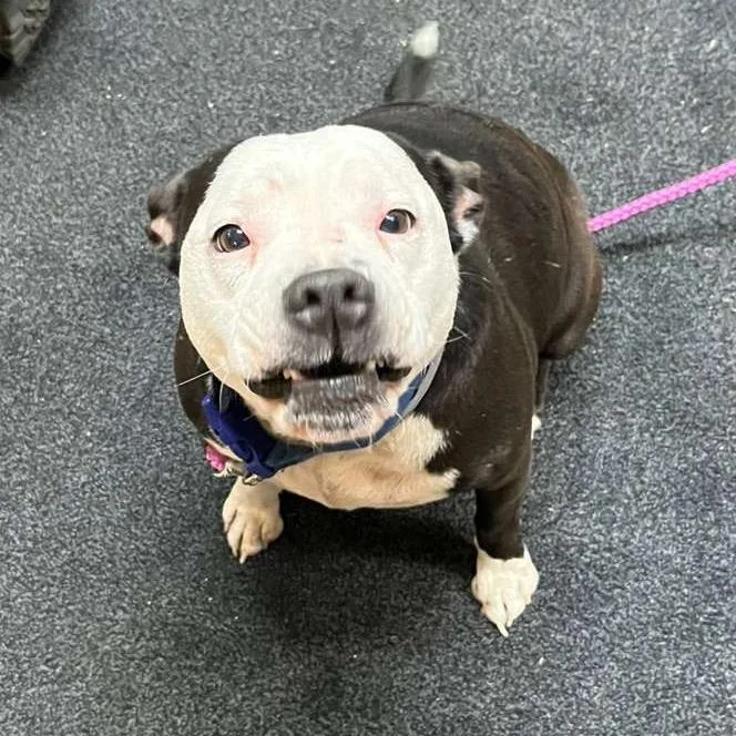 An adult medium-sized female Black American Staffordshire Terrier dog named Luna for adoption in Lake Panasoffkee, FL