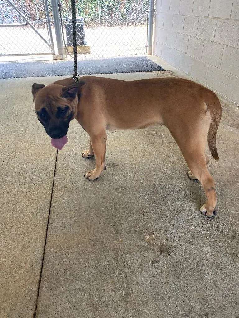 A young medium-sized female Mixed Breed dog named Coco for adoption in Cartersville , GA