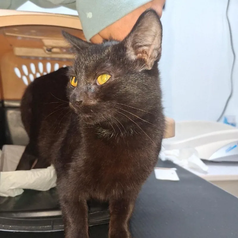 A baby small-sized female Black Domestic Short Hair cat named Blinkie for adoption in Winchester, VA