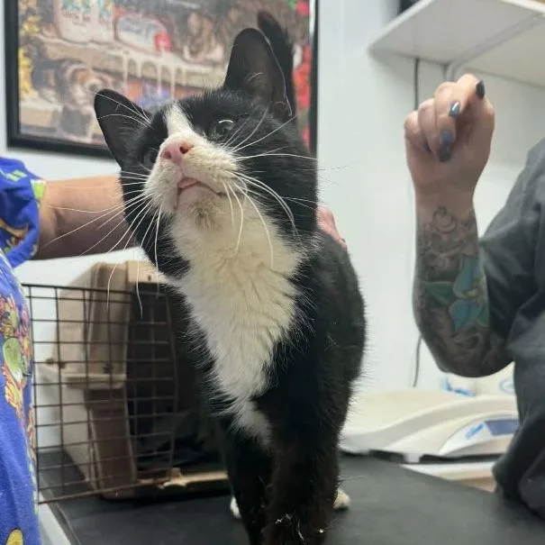 Sylvester thumbnail 2