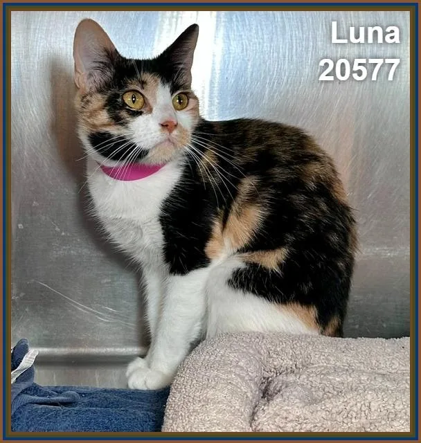 A young medium-sized female Calico Domestic Short Hair cat named Luna for adoption in Marietta, GA
