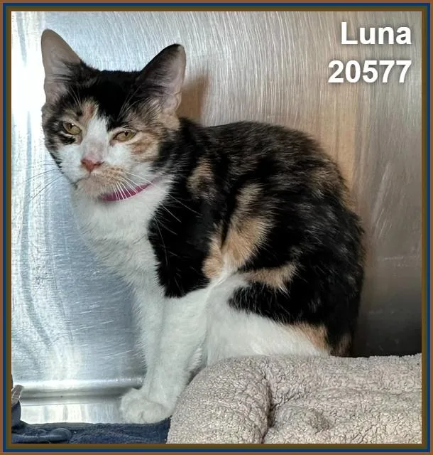 Luna thumbnail 2