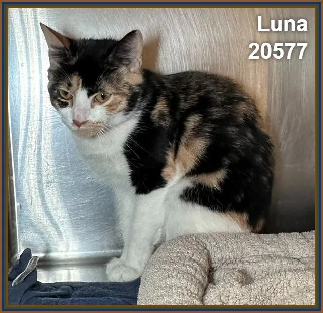 Luna thumbnail 4