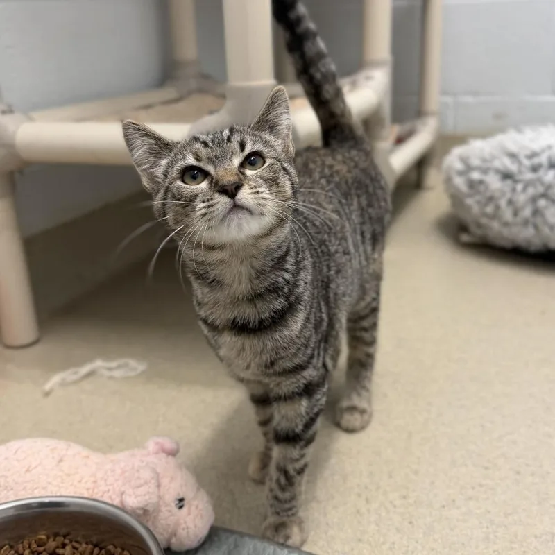 A baby small-sized female Brown / Chocolate Domestic Short Hair cat named Semora for adoption in Marshall, VA